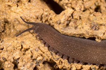 Media type: image;   Invertebrate Zoology 143930